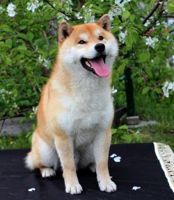 picture of dog