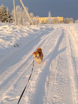 picture of dog