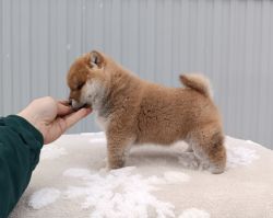 picture of dog