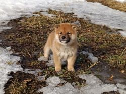 picture of dog