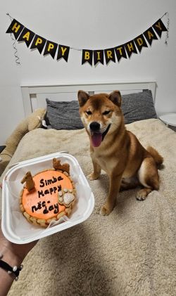 picture of dog