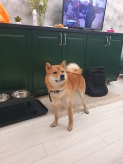 picture of dog