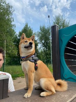 picture of dog