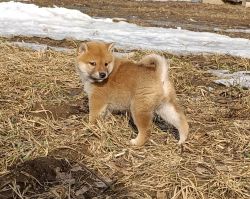 picture of dog