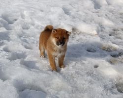 picture of dog
