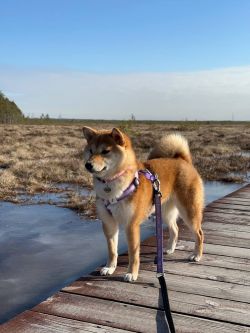 picture of dog