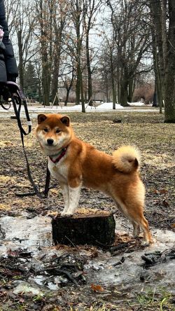 picture of dog