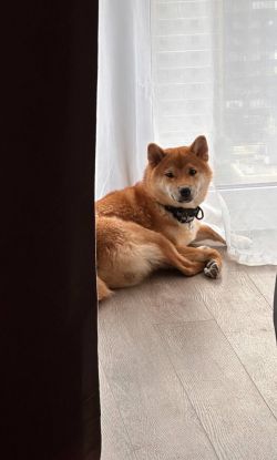 picture of dog