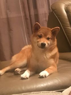 picture of dog