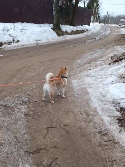 picture of dog