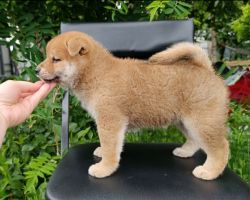 picture of dog