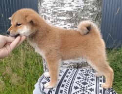 picture of dog