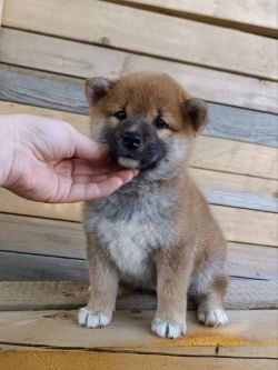 picture of dog