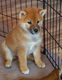 picture of dog