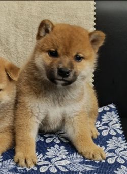 picture of dog