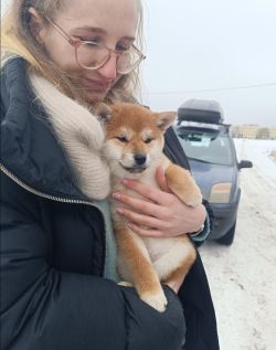 picture of dog
