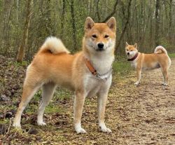 picture of dog