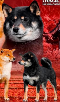 picture of dog