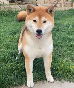 picture of dog