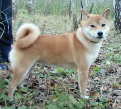 picture of dog