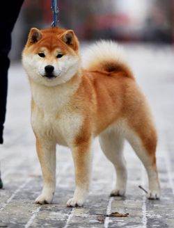 picture of dog