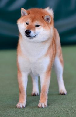 picture of dog