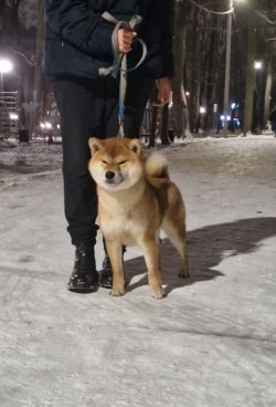 picture of dog