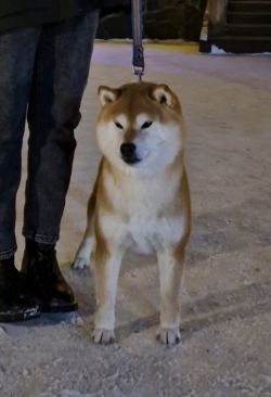 picture of dog