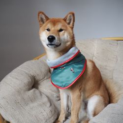 picture of dog