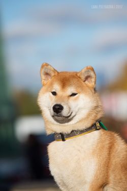 picture of dog