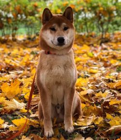 picture of dog