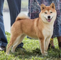 picture of dog