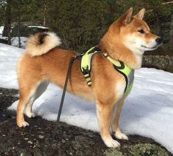 picture of dog