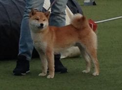 picture of dog