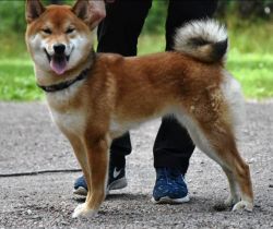picture of dog