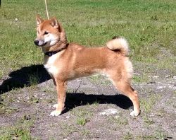 picture of dog