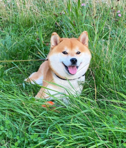 picture of dog
