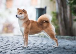 picture of dog
