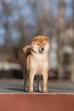 picture of dog