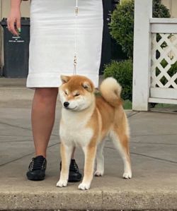 picture of dog