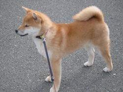 picture of dog