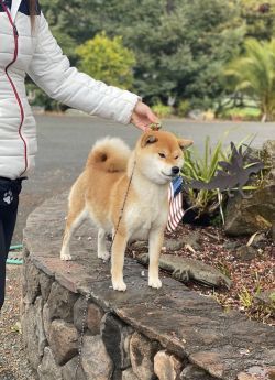picture of dog