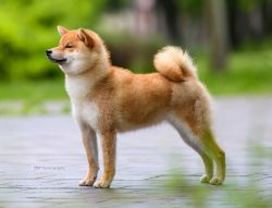 picture of dog