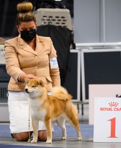 picture of dog