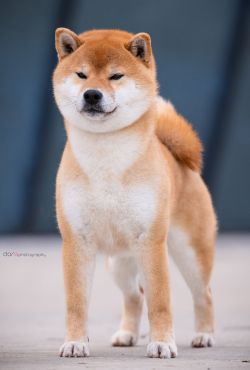 picture of dog