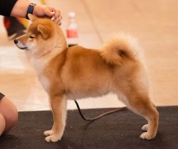 picture of dog