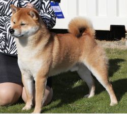 picture of dog