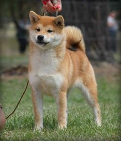 picture of dog