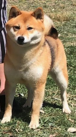 picture of dog