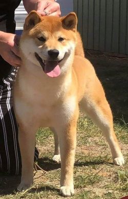 picture of dog